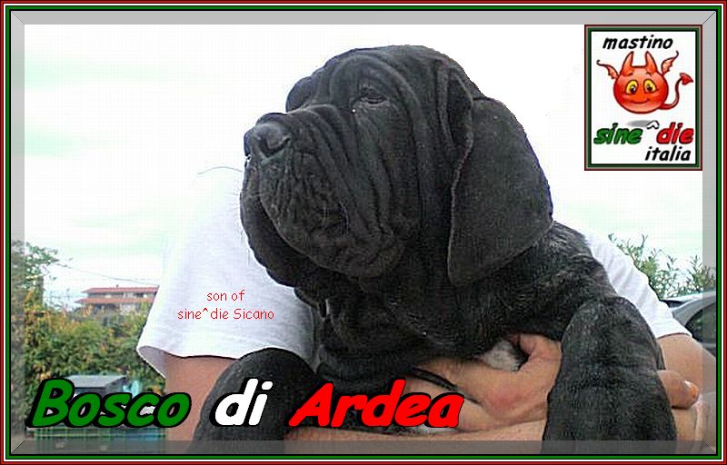 Bosco di Ardea figlio di sine^die Sicano,,,