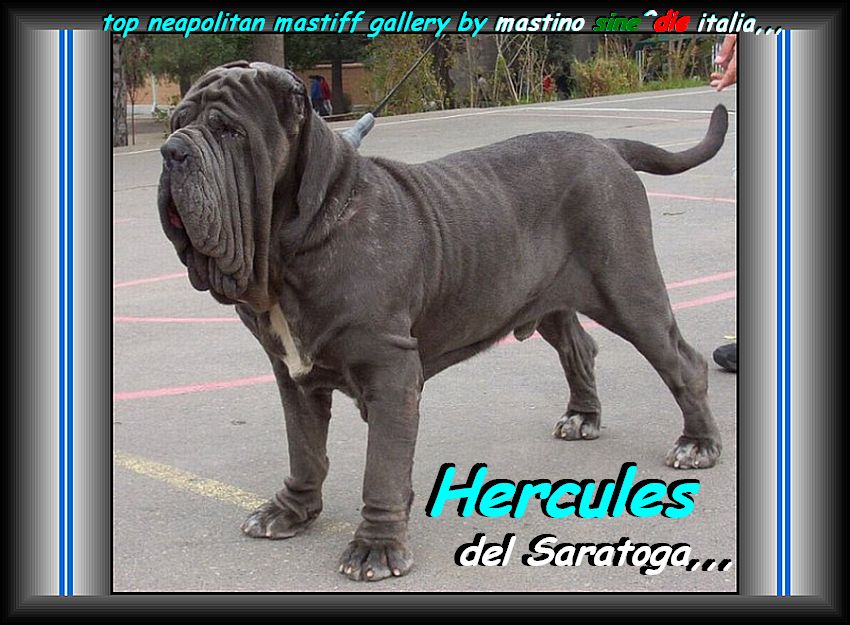 Hercules del Saratoga