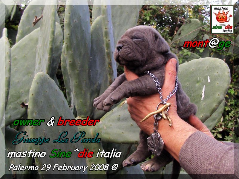 Cuccioli di Demonia & Sicano Sine^die,,, Palermo 29 Febbraio 2008,,