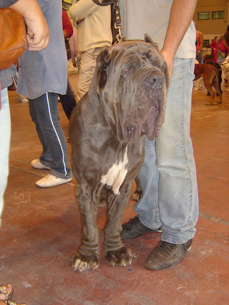 TaurinodiArdea
