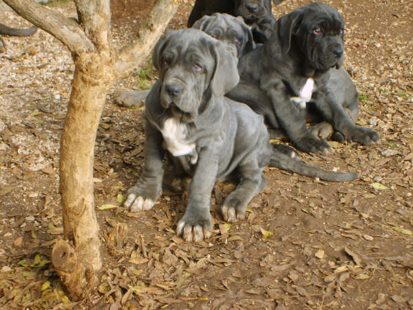 CUCCIOLI