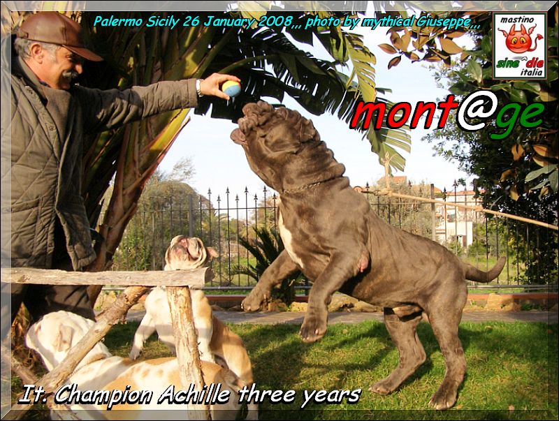 Ch.It. Achille owner & breder,,, Gianni  Di Blasi,,, son of Sine^die Sicano,oxo,