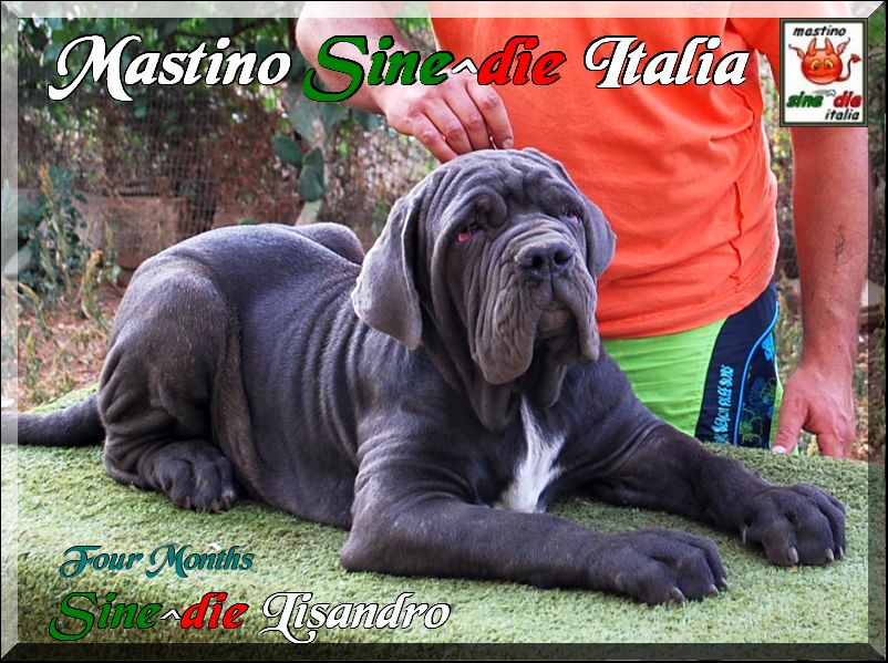 Sine^die Lisandro,,, 29 June 2008,,, son of Sine^die Sicano,