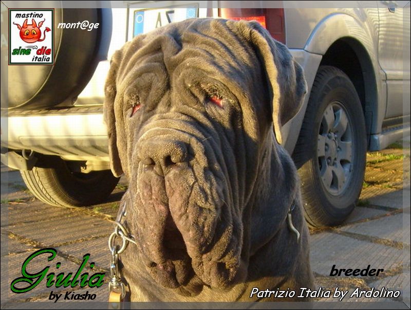 Giulia by Kiasho & Salvatore,,, breeder Patrizio Italia by Santolo Ardolino,,,
