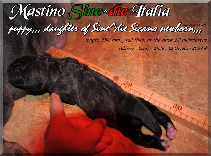 Sine^Die Palermitana daughter of Sicano x Flaminia