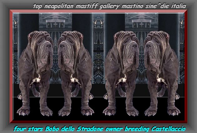 Bobo dello Stradone photo montage Jc Stauring. elaboration mastinosine^die italia