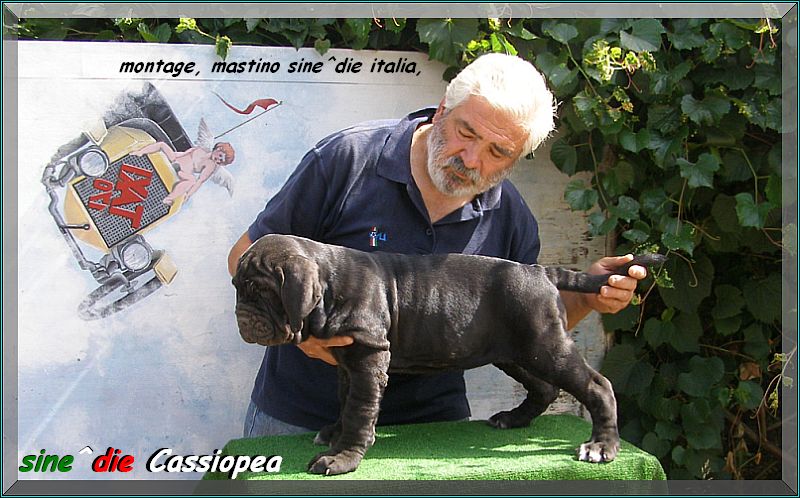 sine^die Cassiopea owner Juan Carlos Stauring,,, U.S.A. 800 pixel 0000