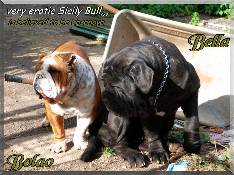 Bolao e Bella,,,,