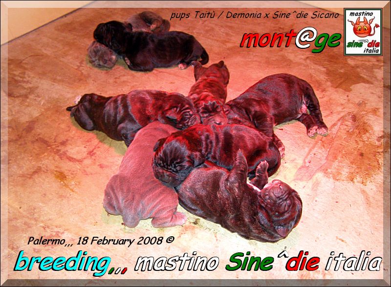 Cuccioli di Demonia,,, Taitu,,,  x Sicano Sine^die,,, Palermo 18 Febbraio 2008,,