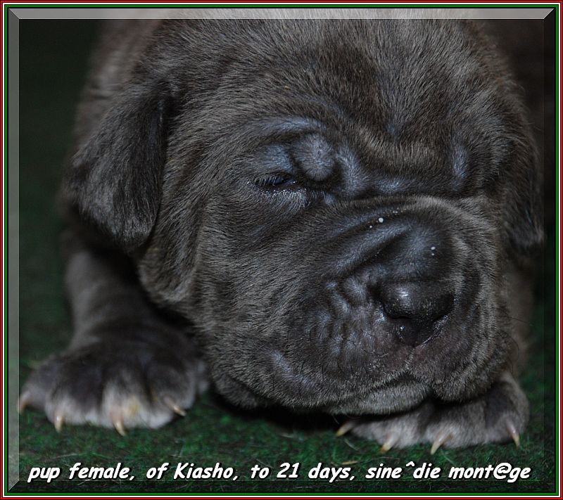 pup female, of Kiasho, to 21 days, sine^die mont@ge 001