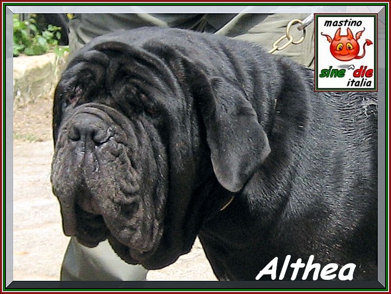 Althea by sine^die,,,3 years