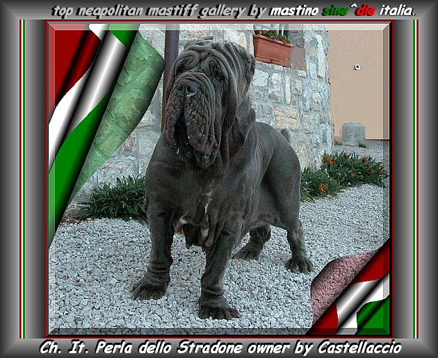 Ch. It. Perla dello Stradone daughter of Brigante del Castellaccio 630 xo