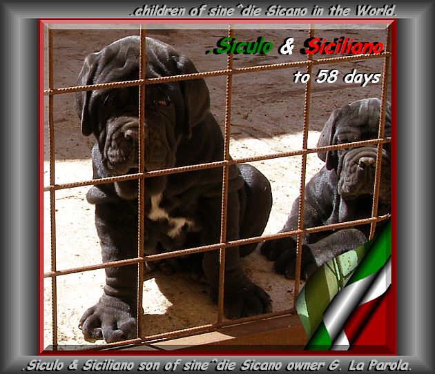 by sine^die Siculo & Siciliano son of sine^die Sicano to 58 days