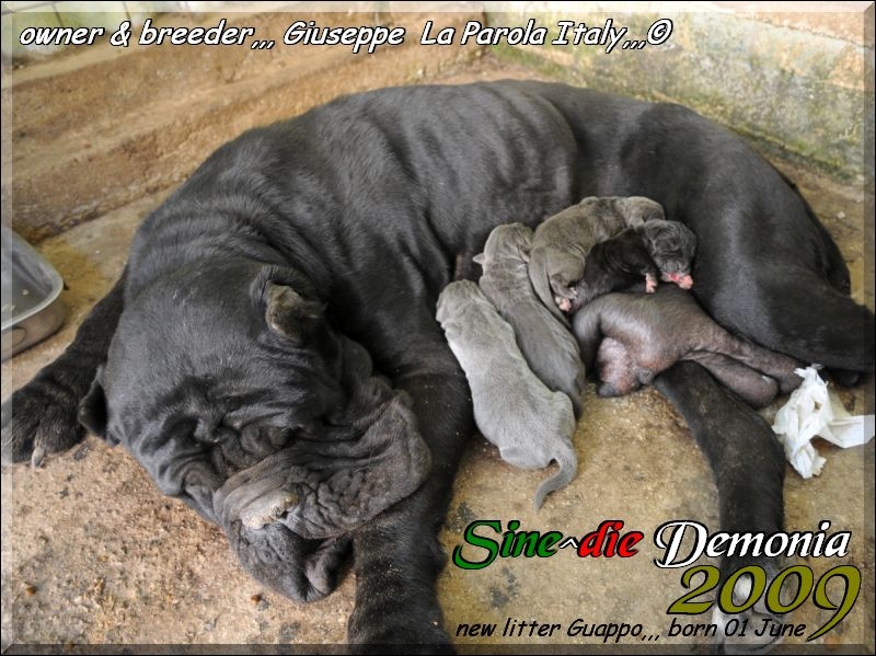 cuccioli Demonia 2009