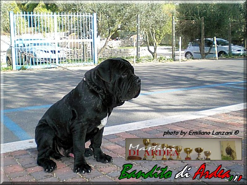 Bandito di Ardea