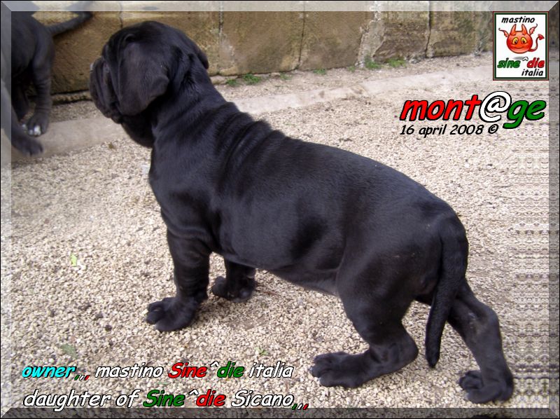 Iside,,, Daughter of Sine^die Sicano 2 months,,,