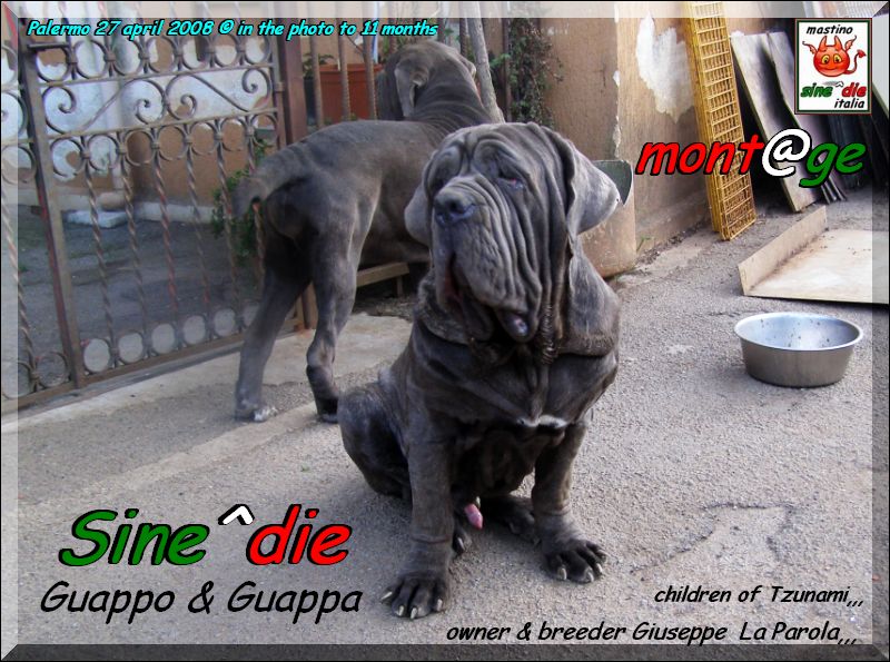 Sine^die Guappo 11 months,,, son of Tzunami by Patrizio Italia,