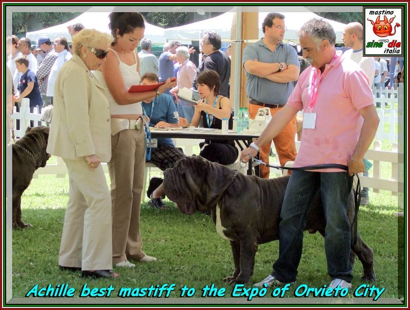 Achille figlio di sine^die Sicano Cac  Cacib  Ecc. 1 Int. Orvieto inglese,