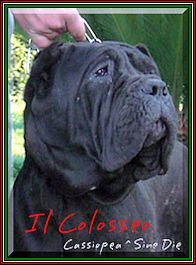 Cassiopea sine^die x colosseo