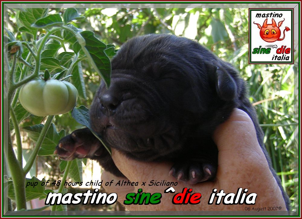 cucciolo Althea x Siciliano,,, 659,,, 1000 pixel