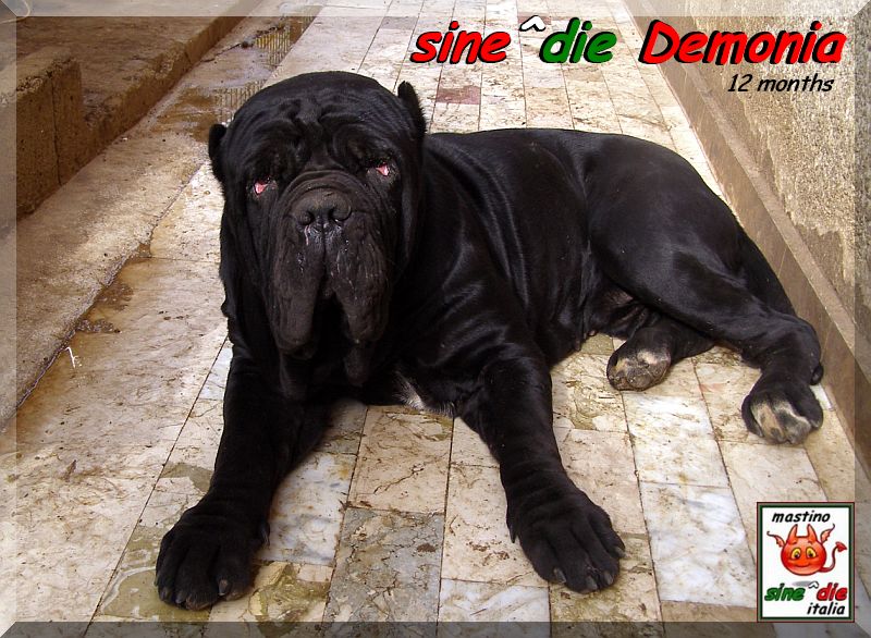sine^die Demonia 12 months,,, owner mastino sine^die italia,,,