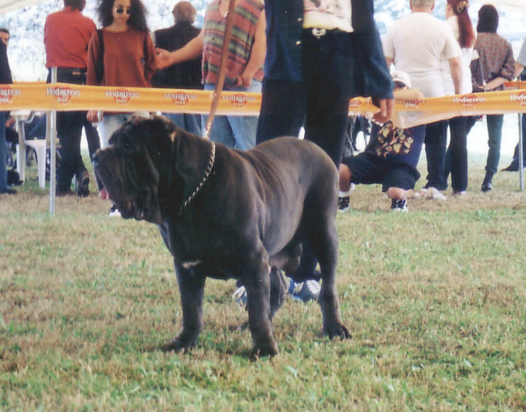 munacella