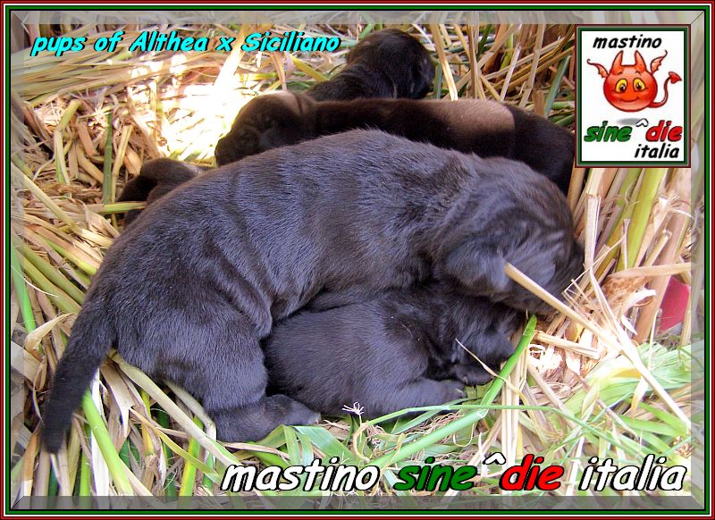cuccioli Althea x Siciliano,,, 18 August 2007,,, xox