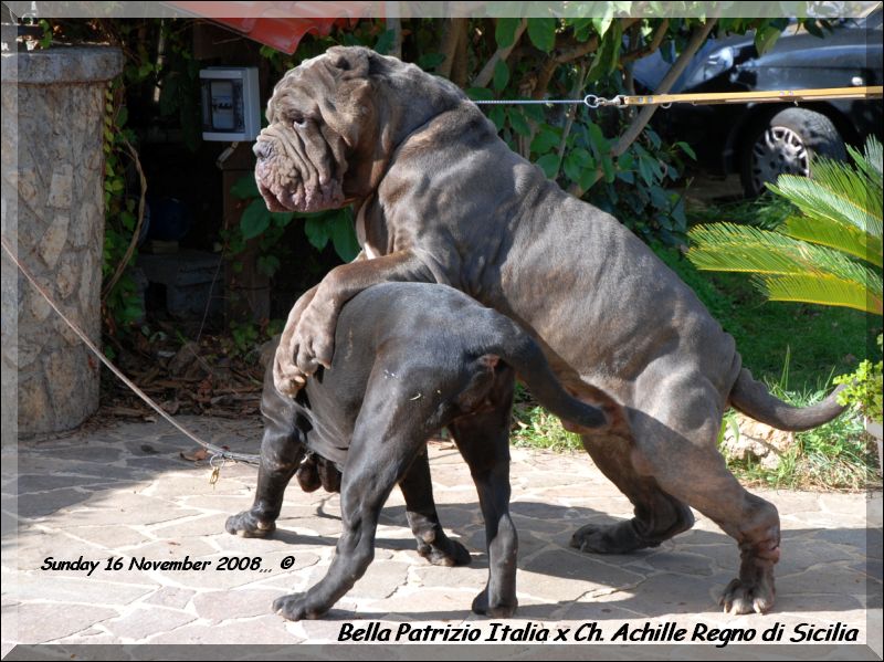 Bella by Patrizio Italia daughter of Sine^die Sicano x Clotilde by Ardolino to 14 months,