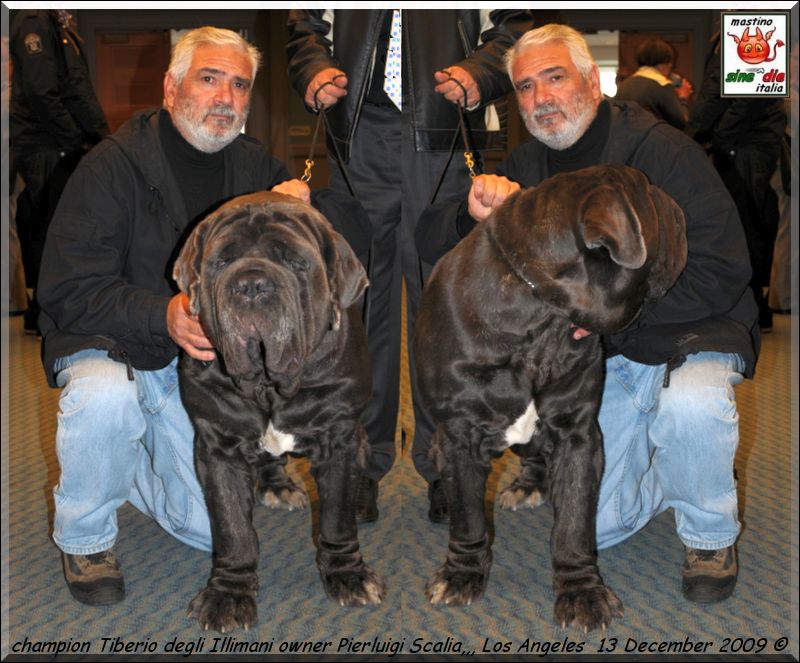 Ch. Tiberio degli Illimani Los Angeles 2009