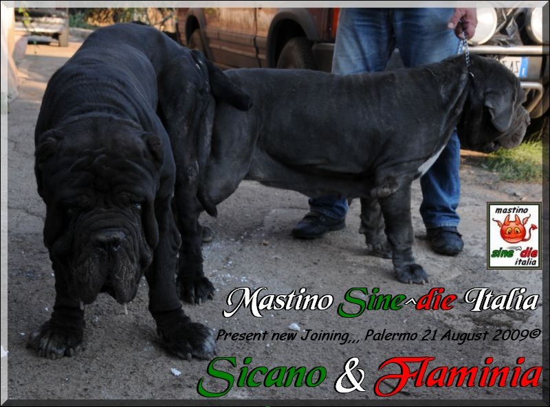 new Joining Sicano x Flaminia,,, 21 Agust 2009,