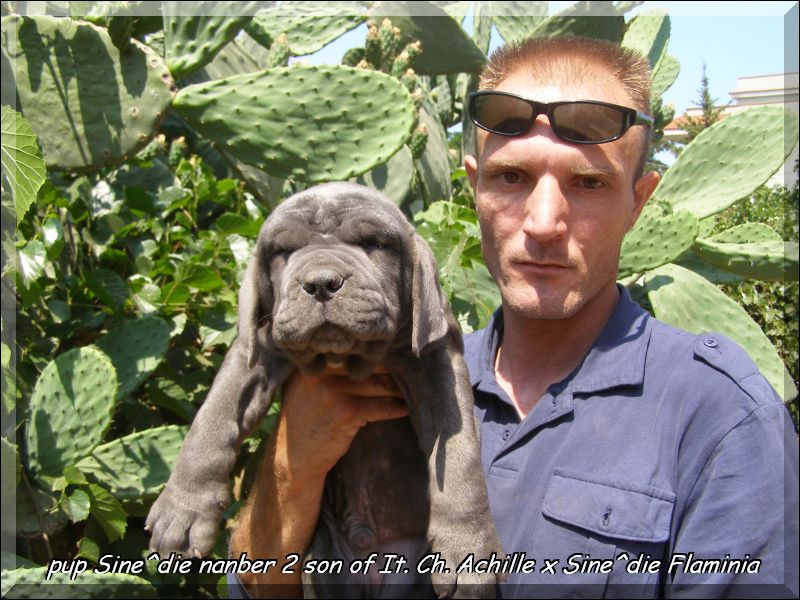 Cucciolo bojana 2,,