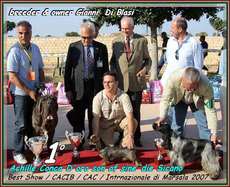 Achille figlio di sine^die Sicano Best in Show Marsala inglese