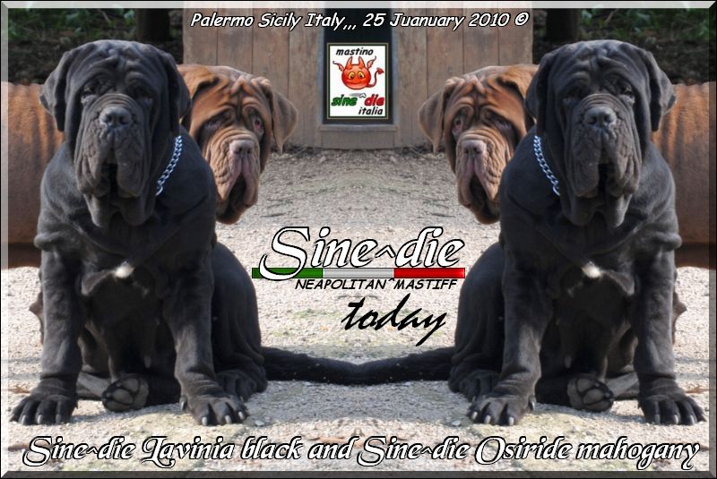 Sine^die Lavinia and Osiride