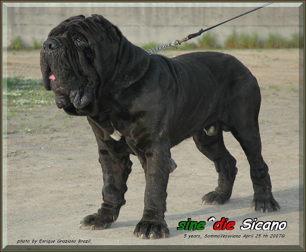 sine^die Sicano,,, owner & breeder ,,,, mastino sine^die italia,,, by Giuseppe La Parola,,, 1000 pixel