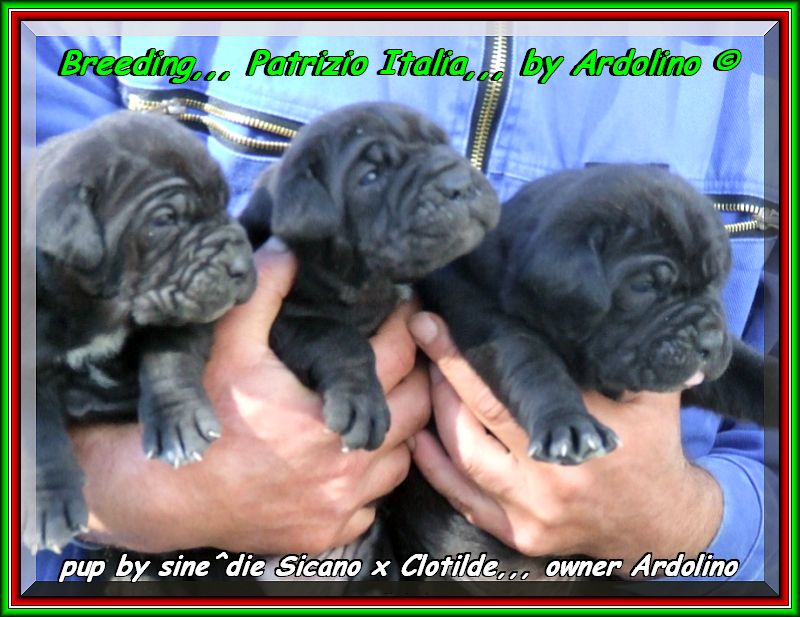 Cuccioli di sine^die Sicano x Clotilde proprietario Santolo Ardolino