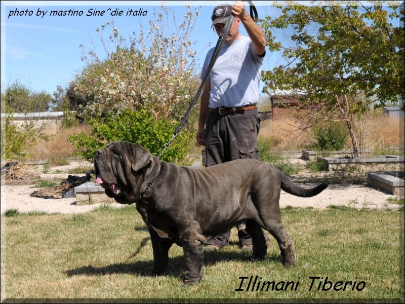 Illimani Tiberio by Scalia