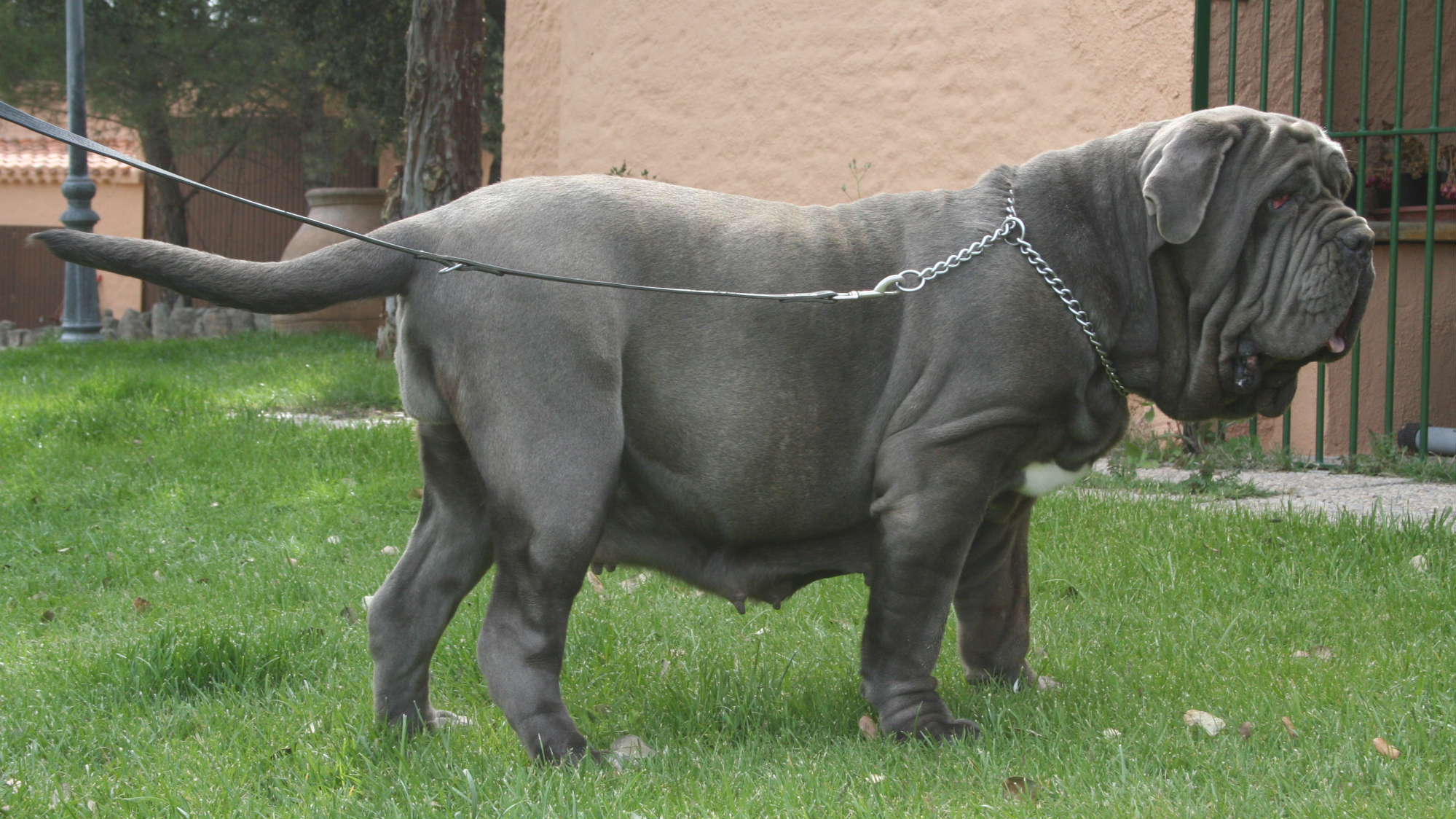 SARA DE AZZURRA 16 meses