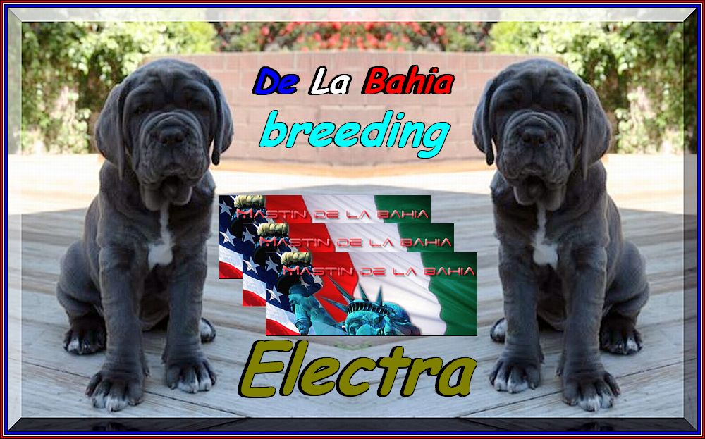 mastin de la baia