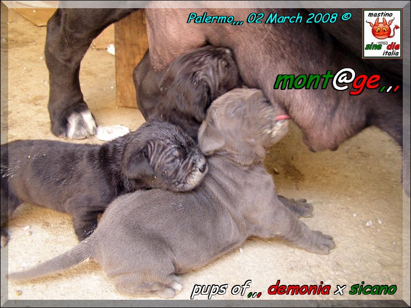 Cuccioli di Demonia & Sicano Sine^die,,, Palermo 02 March 2008,