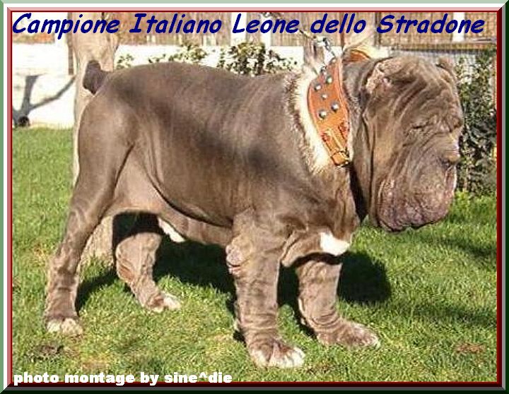 by sine^die LEONE dello STRADONE 002