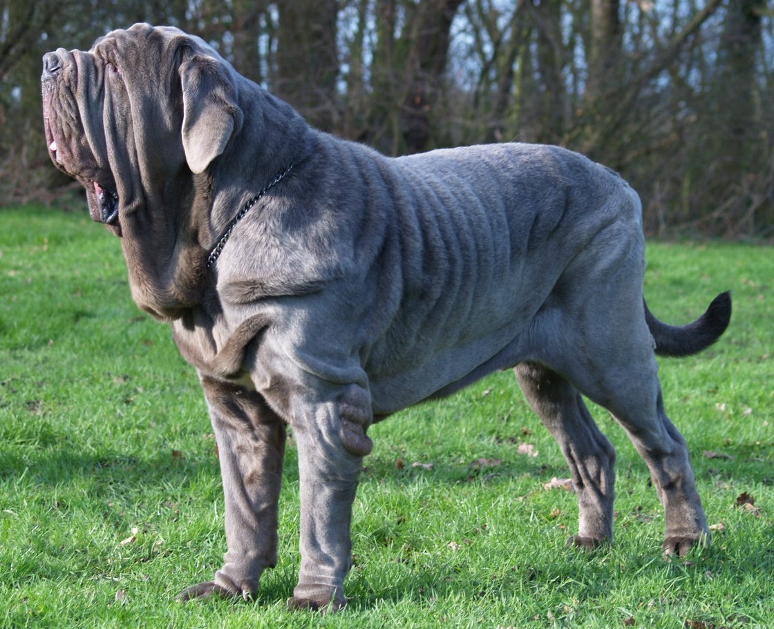 dogs 28 01 2007 042