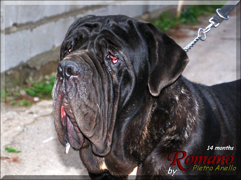 Romano by Pietro Anello 14 months,,