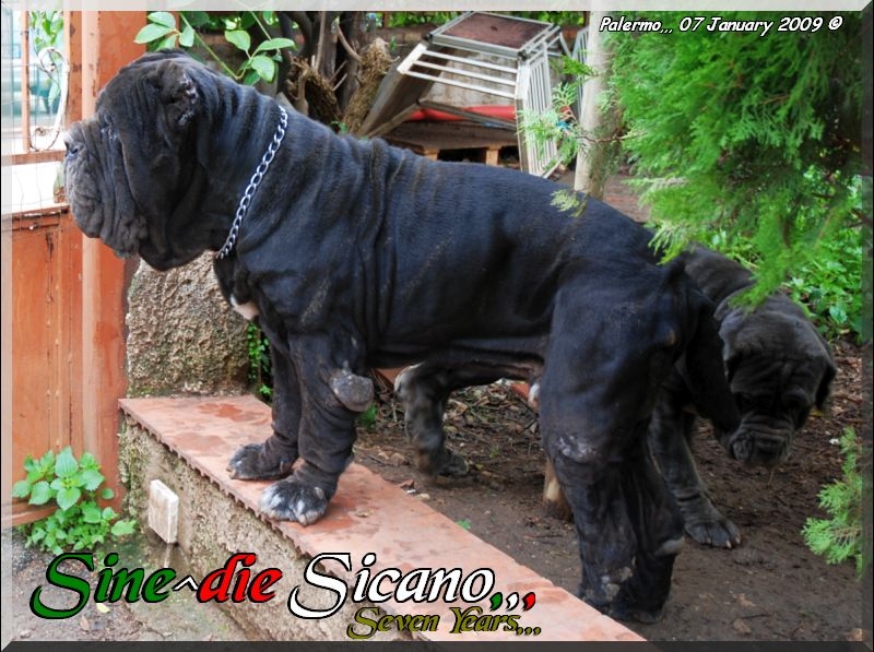 Sine^die Sicano,,, Seven Years,,,