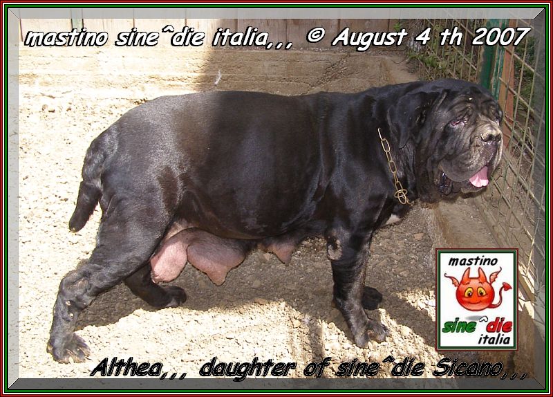 Althea by mastino sine^die italia,,, owner Giuseppe La Parola,,, oxo 04 Agosto 2007