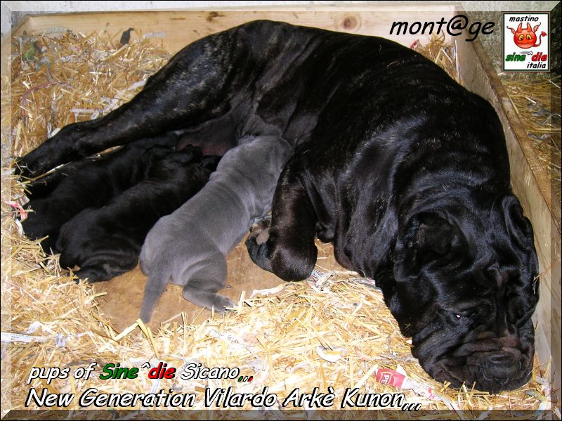 Cuccioli Vilardo Arke Kunon