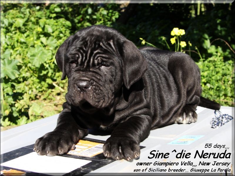 Neruda Sine^die son of Siciliano 55 days,,,,