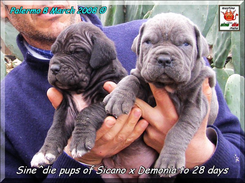 Cuccioli Sine^die Demonia x Sicano,,, Palermo 8 March 2008.,,