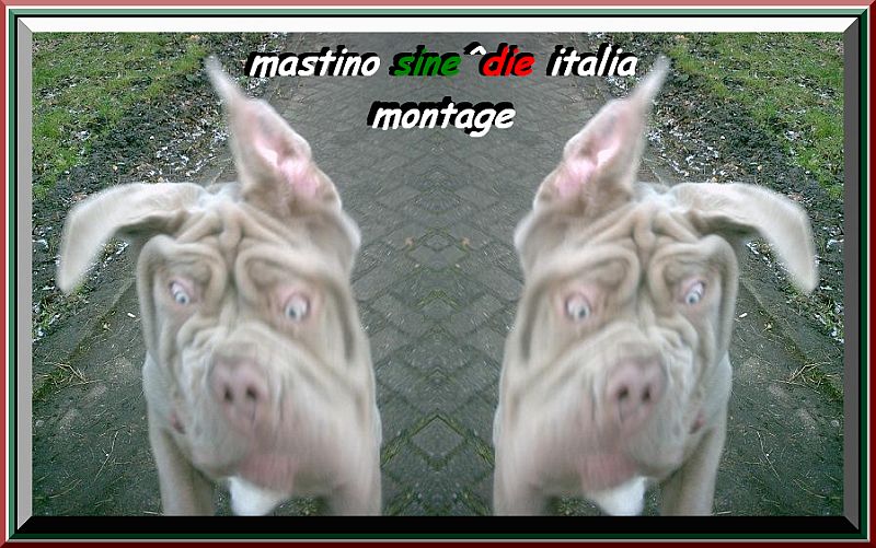 mastino sine^die italia montage