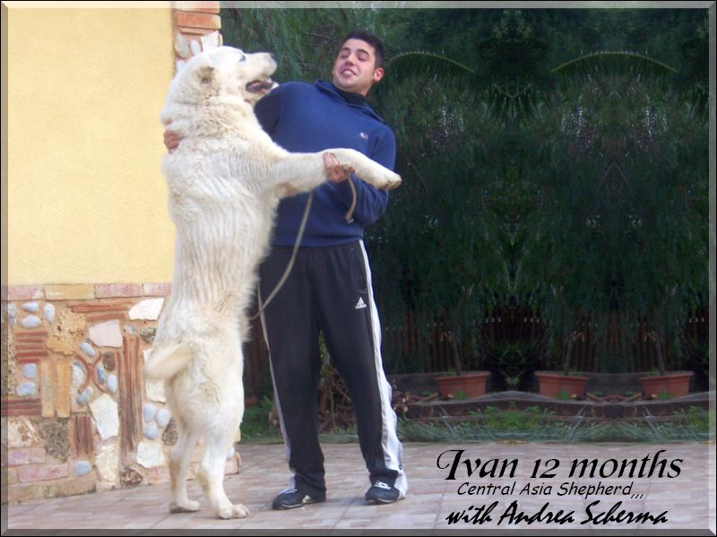 Ivan,,, Central Asia Shepherd oo4