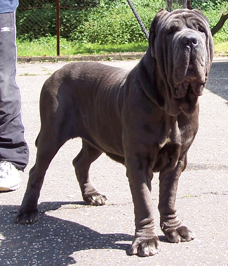 04062006.dogs 045